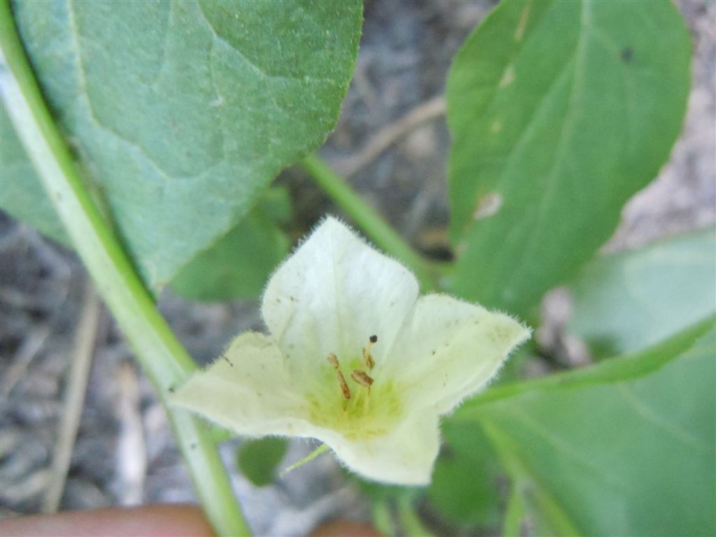 Physalis alkekengi